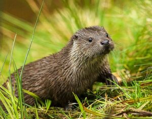 Wildlebende Tiere in der Stadt